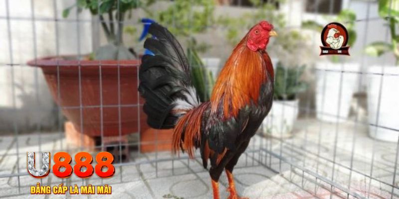 84race casino máy tính